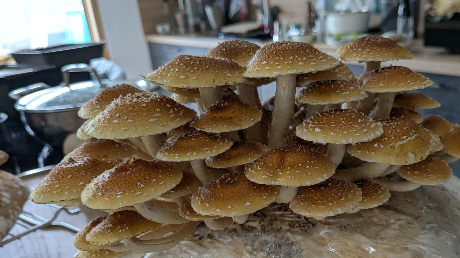 Close-up cluster of freshly grown oyster mushrooms